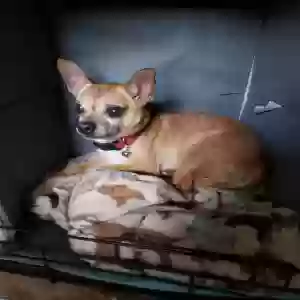 found male dog unknown