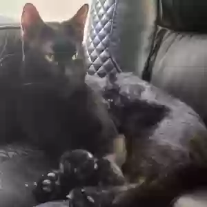 lost male cat pilgrim