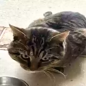 found male cat unknown