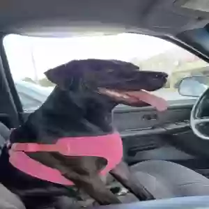 lost female dog delilah