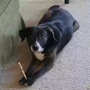 lost female dog gertie