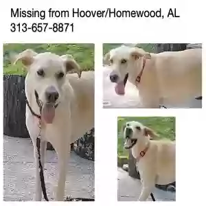 lost female dog baozi