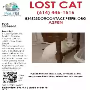 lost female cat aspen