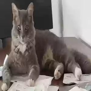 lost male cat milo