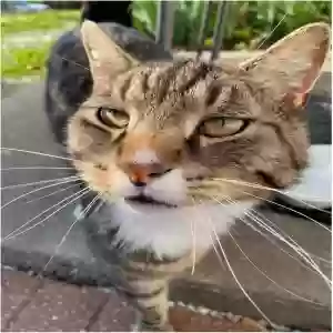 lost male cat zeus/lan zhan