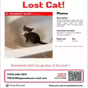 lost female cat momo
