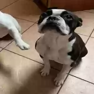 lost male dog ace