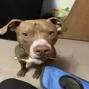 lost male dog ziggy