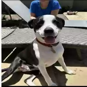 lost male dog ajax