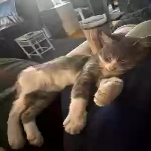 lost male cat tiggy