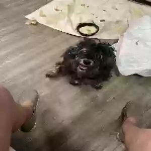 lost male dog monkey
