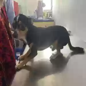 lost male dog rocco hernandez