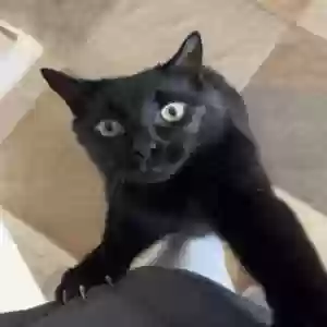 lost male cat mini