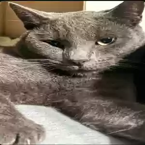 lost male cat moon