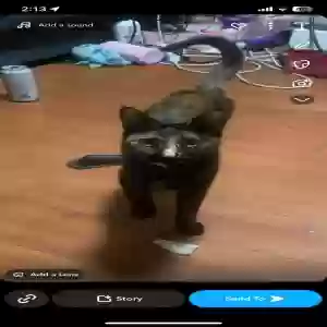 lost female cat charlotte