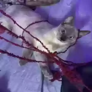 lost female cat skadi