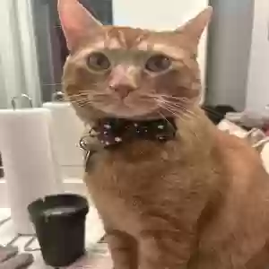 lost male cat lucy