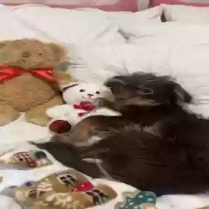 lost female dog bella