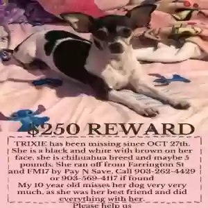 lost female dog trixie