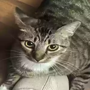 lost male cat kaido