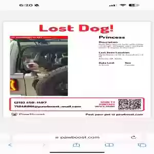 lost female dog unknown