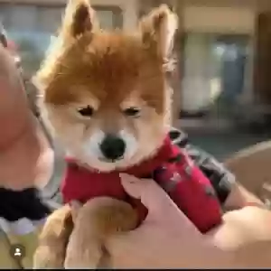 lost male dog quentin