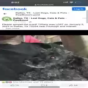 lost female dog tiffany