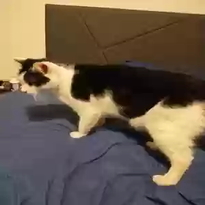 lost female cat hamantha (ham)
