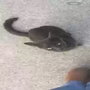 lost female cat salem