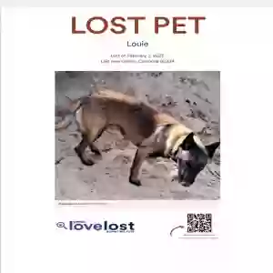 lost male dog louie