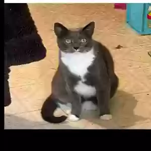 lost male cat nosey