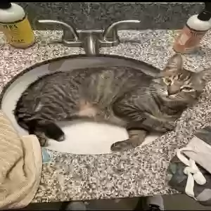 lost male cat luka