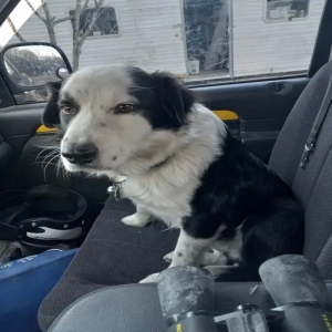 lost male dog unknown