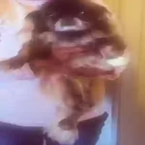 lost female dog diamond