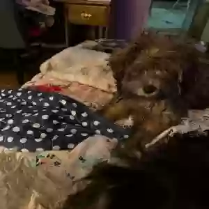 lost female dog fuzzy
