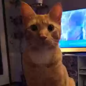lost male cat otto