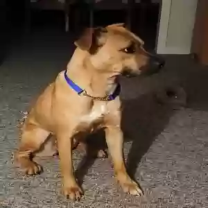found female dog unknown