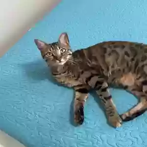 lost female cat beth