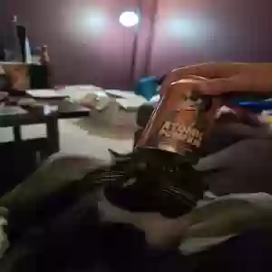 lost male cat grimalkin