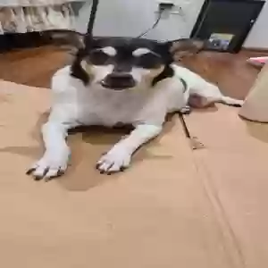 lost female dog cricket