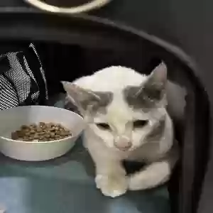 lost male cat chapo