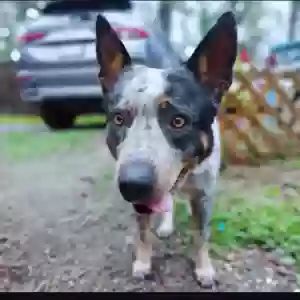 lost female dog maya
