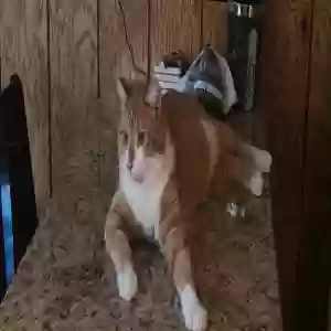 lost male cat bubba