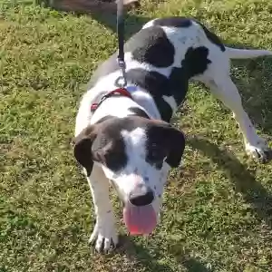 lost male dog buddy