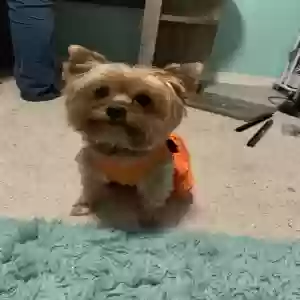 lost female dog annabelle