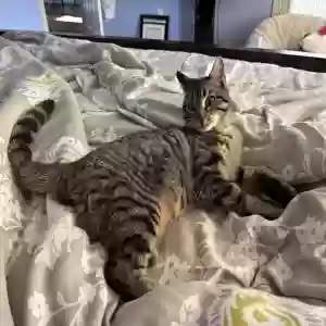 lost male cat kani