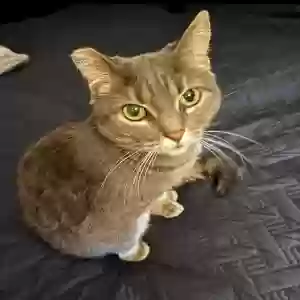 lost female cat sage