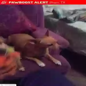 lost male dog c low