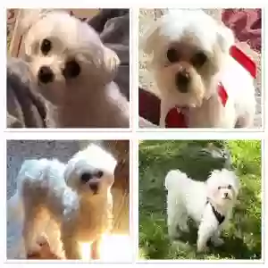 lost male dog bailey
