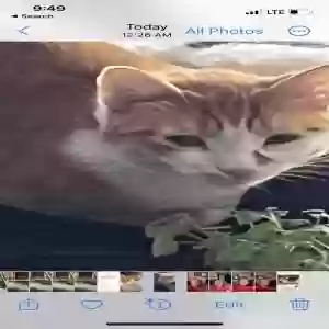 lost female cat miss priss